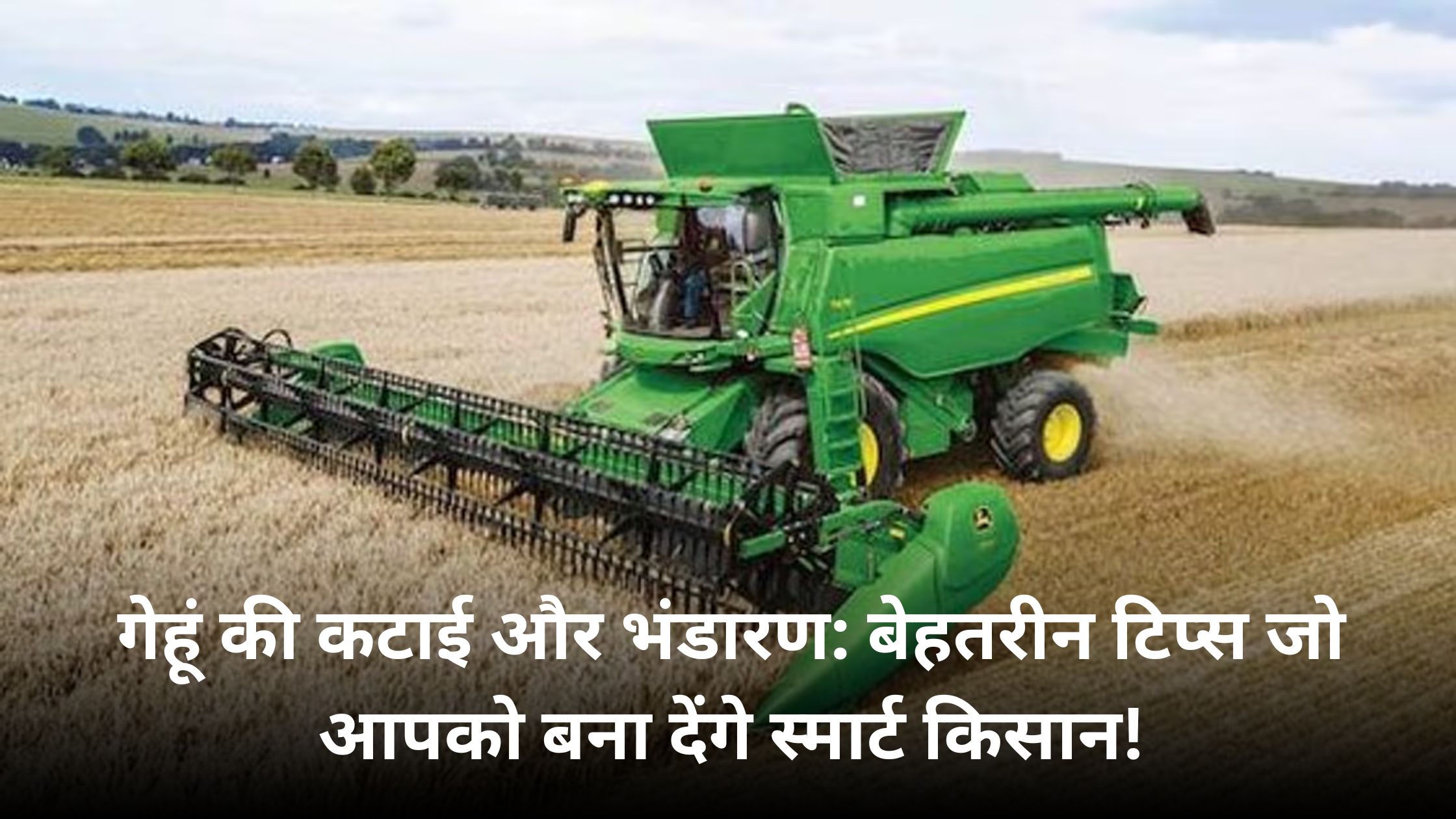 wheat harvesting and storage in hindi